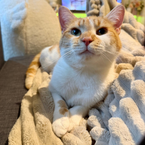 Peanut - Domestic Short Hair (DSH) Cat