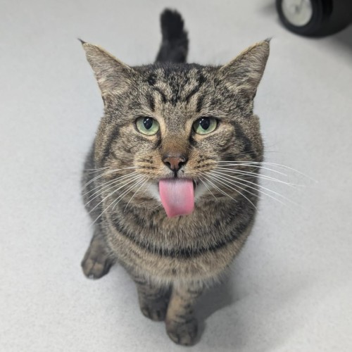 🎮 Crunch 7414 🎮 - Domestic Short Hair (DSH) Cat