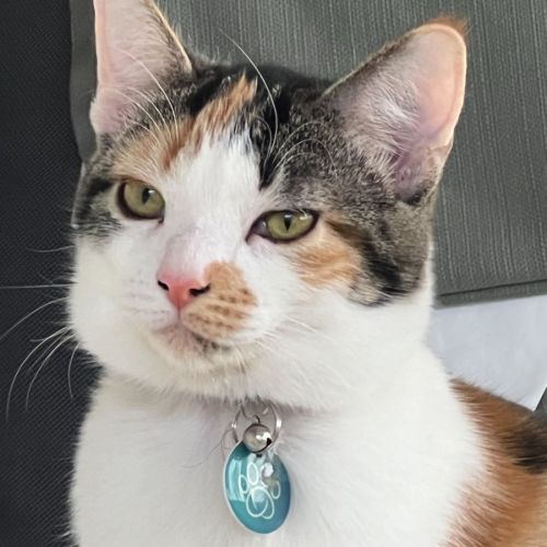 Lucia - Domestic Short Hair Cat