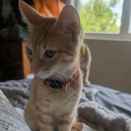 Waru - Domestic Short Hair (DSH) Cat