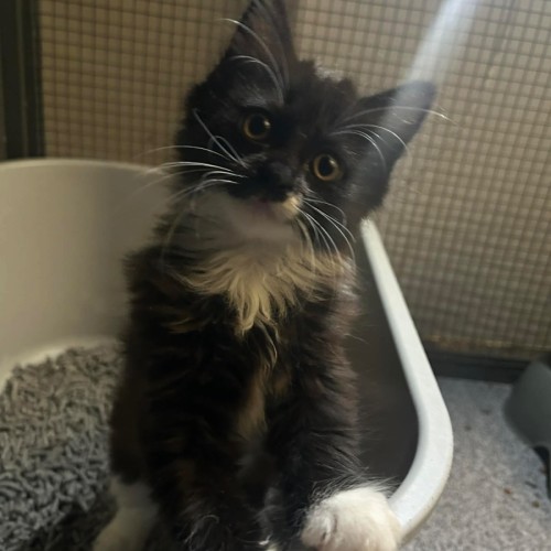 Philly Cheese Deluxe 🍔  - Domestic Short Hair (DSH) Cat