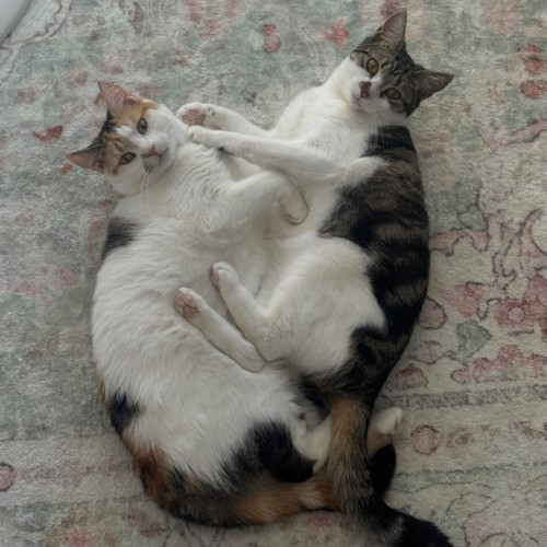 Brussels and Sprout - Domestic Short Hair (DSH) Cat