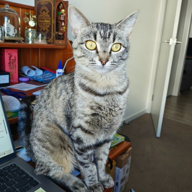 Photo of Marceline   In Foster Care In Preston