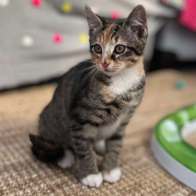 Photo of 💚 Charlee 💚