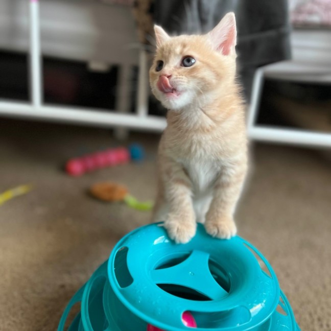 Photo of Pancake 
