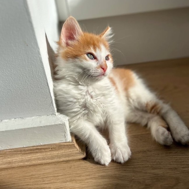 Photo of Rufus