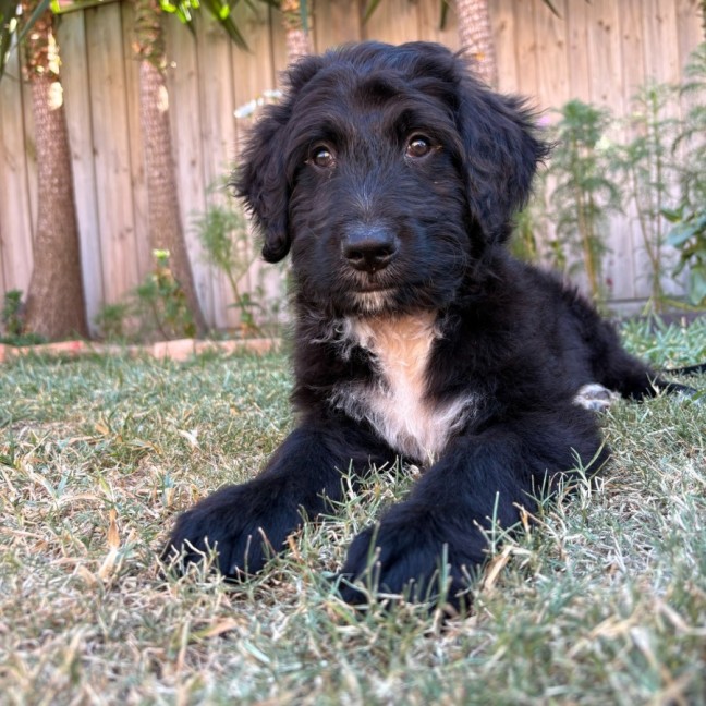 Photo of Killimanjaro