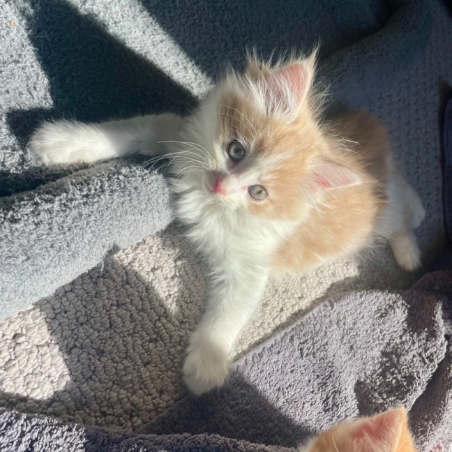 Photo of Primrose