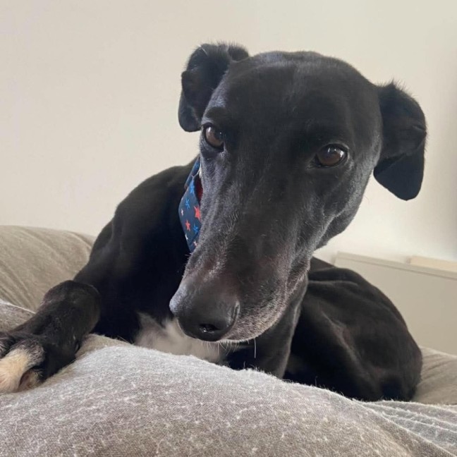Photo of Danny, The Greyhounds