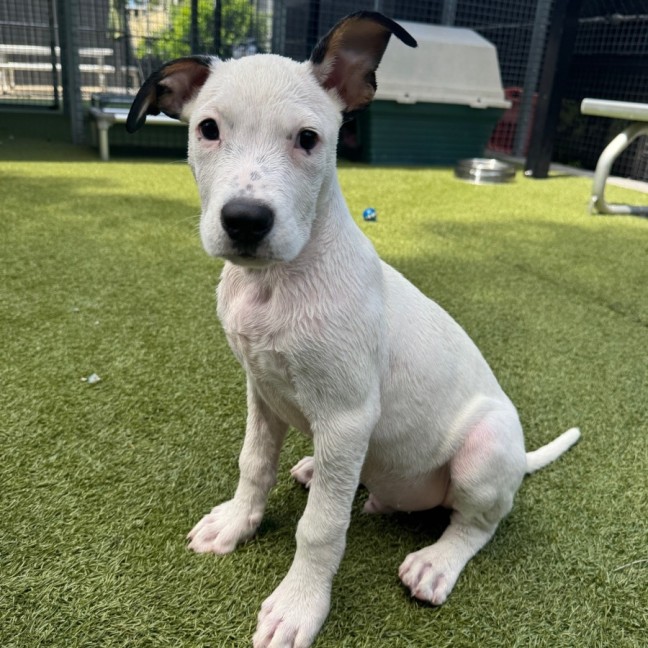 Photo of D1224 Lucky