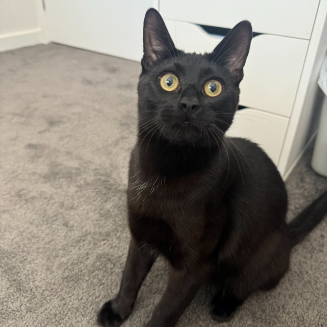 Photo of Jack   Located In Cranbourne