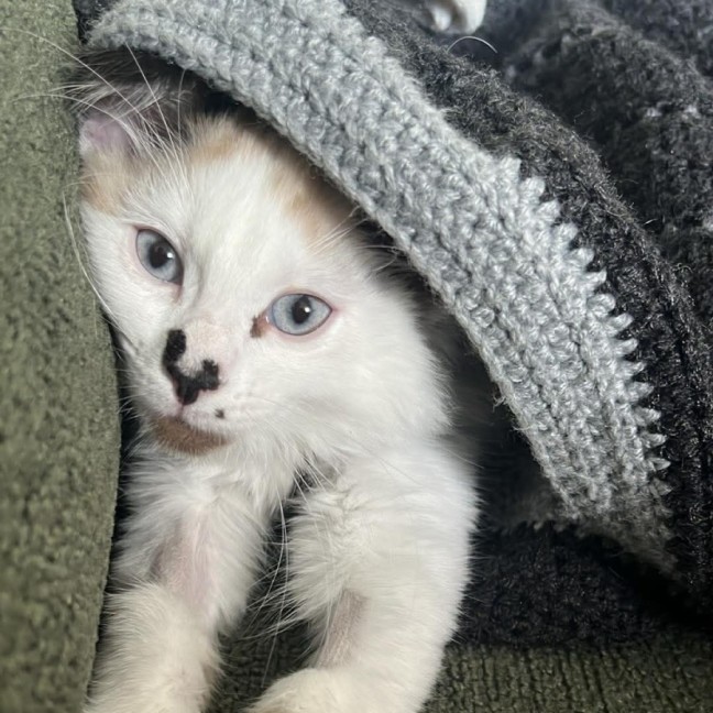 Photo of Pebble 💕