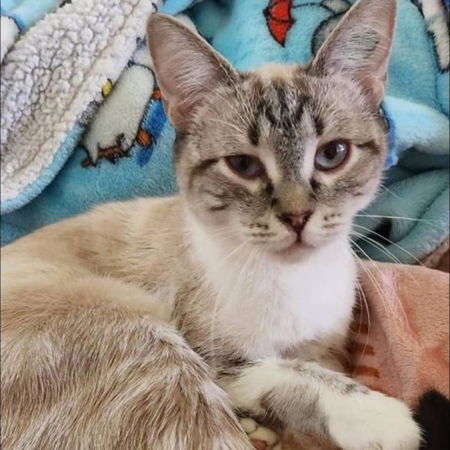 Photo of Millie & Nala (Can Be Seperated)