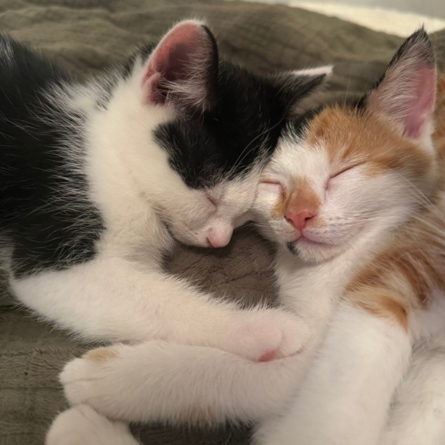 Photo of Sailor Moon