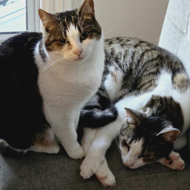 Photo of Missy & Sonny 🌺💙