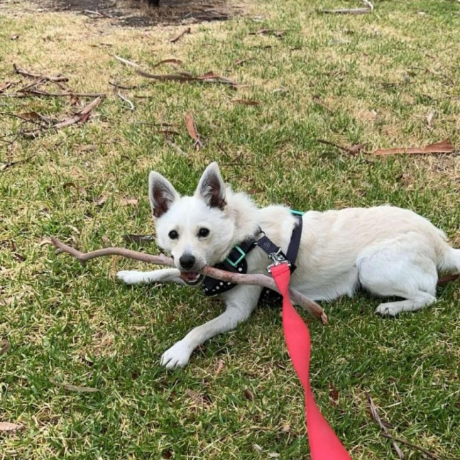 Photo of Fitzroy*** 6kg Bundle Of Love