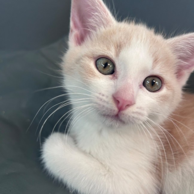 Photo of Champagne And Oj