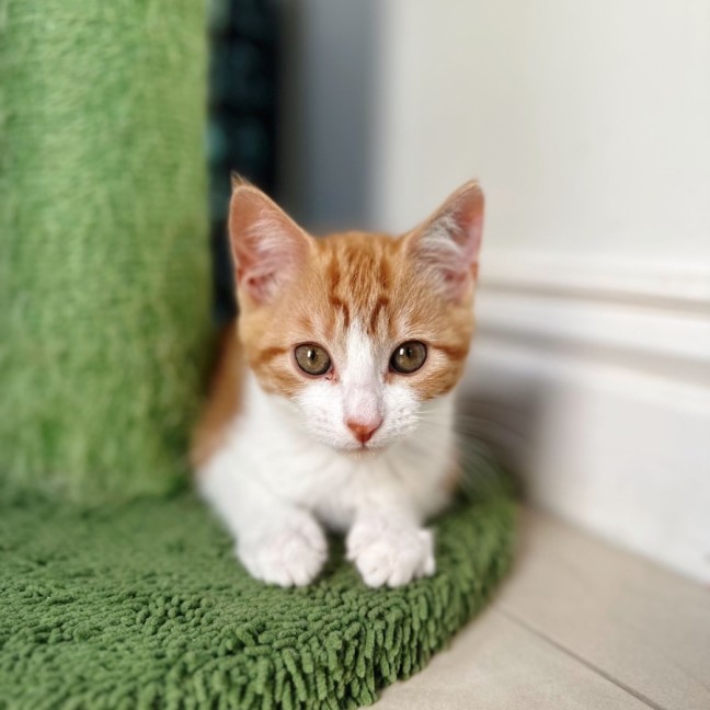 Photo of Pumpkin