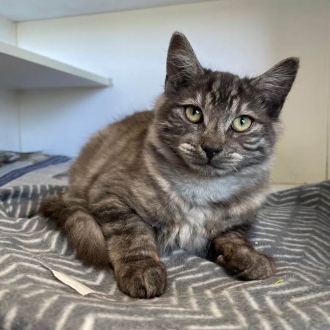 Photo of Skittles