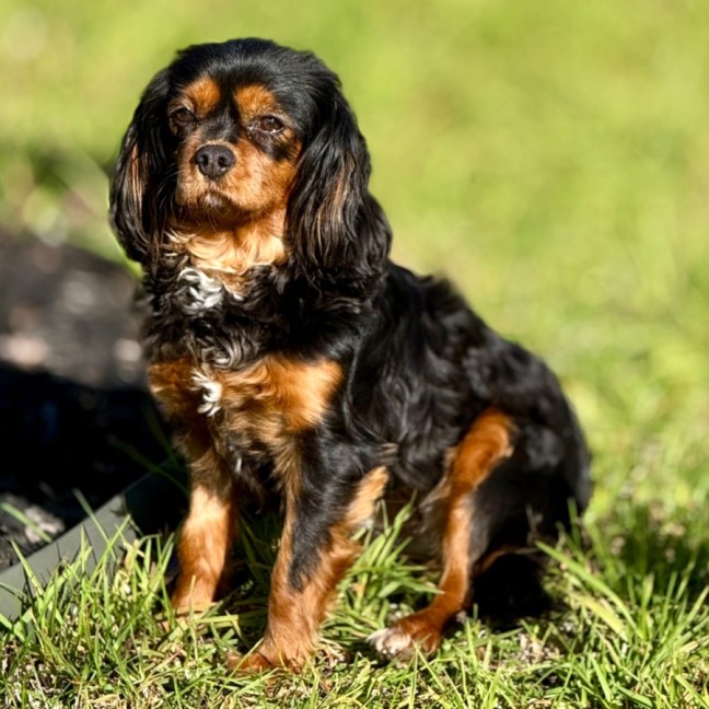 Photo of Scarlett & Scout