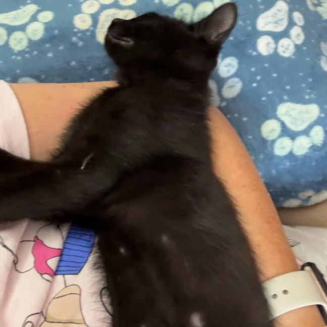 Photo of Carlisle **2nd Chance Cat Rescue**