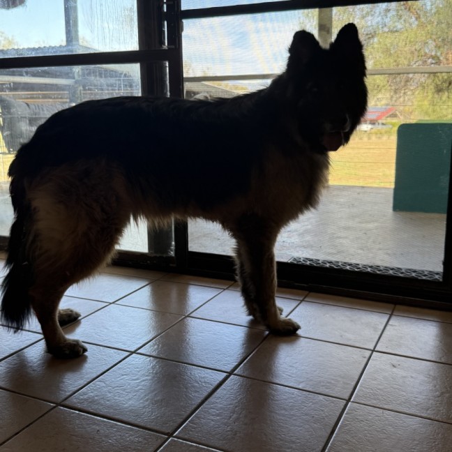 Photo of Humphrey Bear