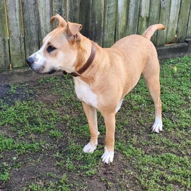 Photo of Stella