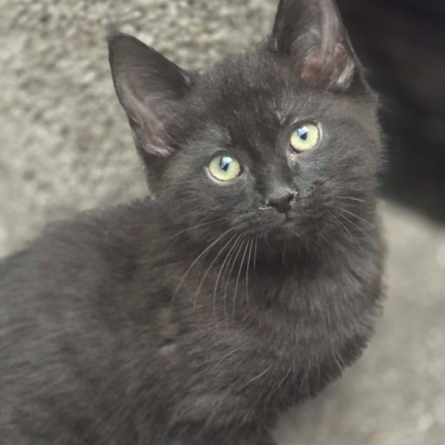 Photo of Trim