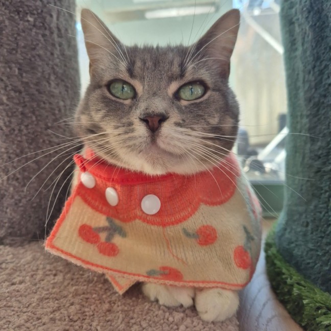 Photo of Minty
