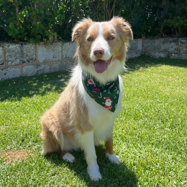 Photo of Arlo
