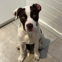 Photo of Hazelnut 