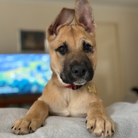 Photo of Taupe