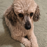 Photo of Luna
