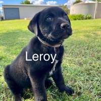 Photo of Leroy