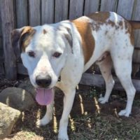 Photo of Baxter