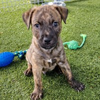 Photo of D1088 Cooper