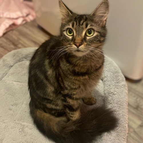 Sylvie - Domestic Medium Hair (DMH) Cat