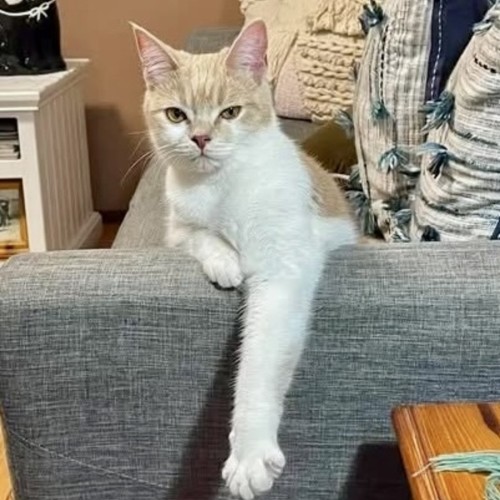 Merida - Domestic Short Hair (DSH) Cat
