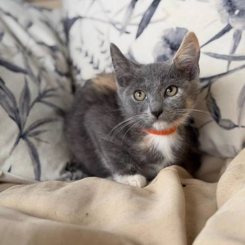Padme - Domestic Short Hair (DSH) Cat