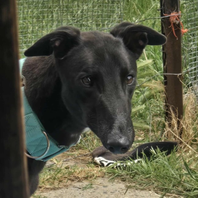 Photo of Bentley The Greyhound
