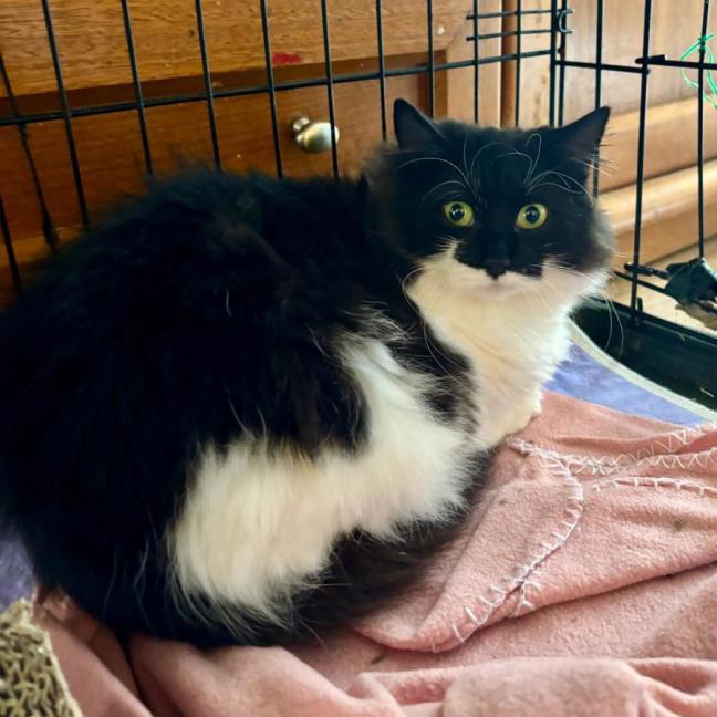 Photo of 🐭 Hetti 🐭 