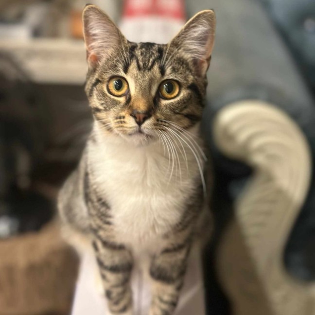 Photo of Frankie *9 Lives Project Rescue*