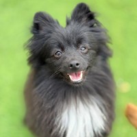 Photo of Kuro