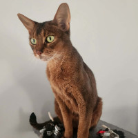 Photo of Holi 🌺🌈⭐️.  Assisted Rehome