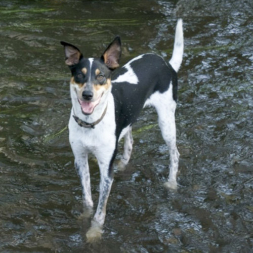 Archie - Australian Kelpie x Australian Koolie Dog