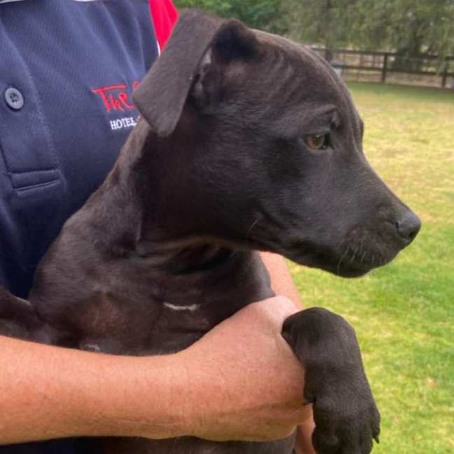 Photo of Louie ~ Staffy X Beagle Puppy