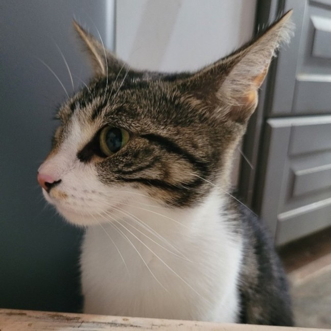 Photo of Loki   Reduced Adoption Fee