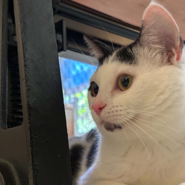 Photo of Gus