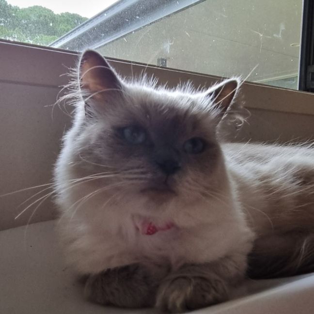 Photo of Mellow