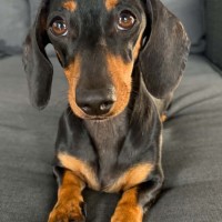 Photo of Frankie